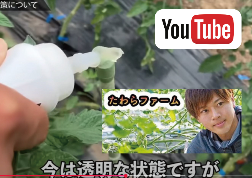 たわらファームミニトマト畑