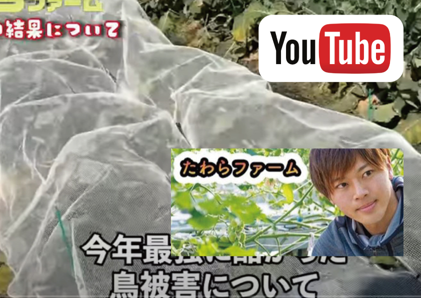 ブロッコリー畑