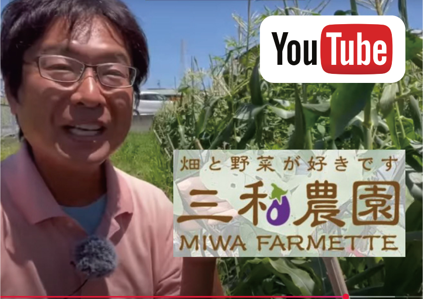 トウモロコシ畑（静岡県）