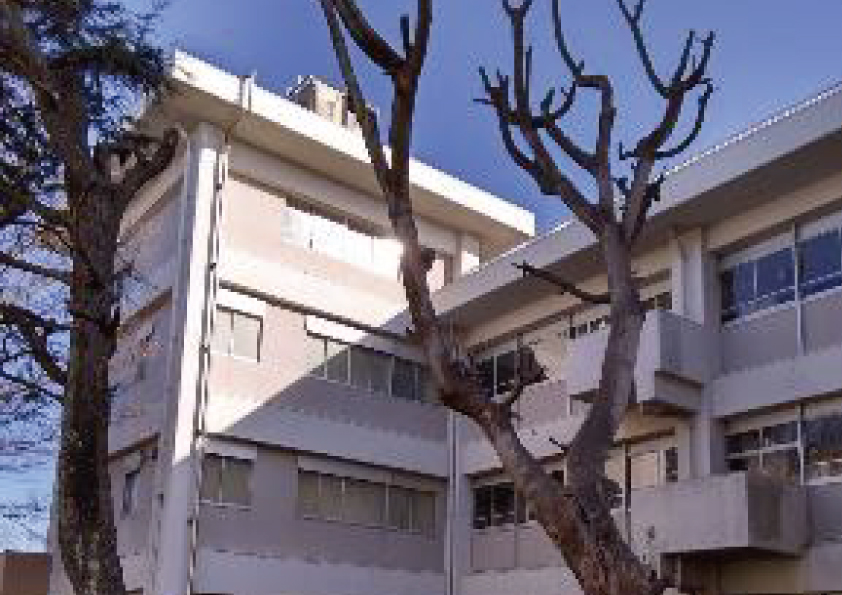小学校の樹木