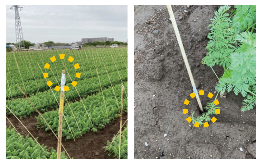 支柱へのジェル塗布例